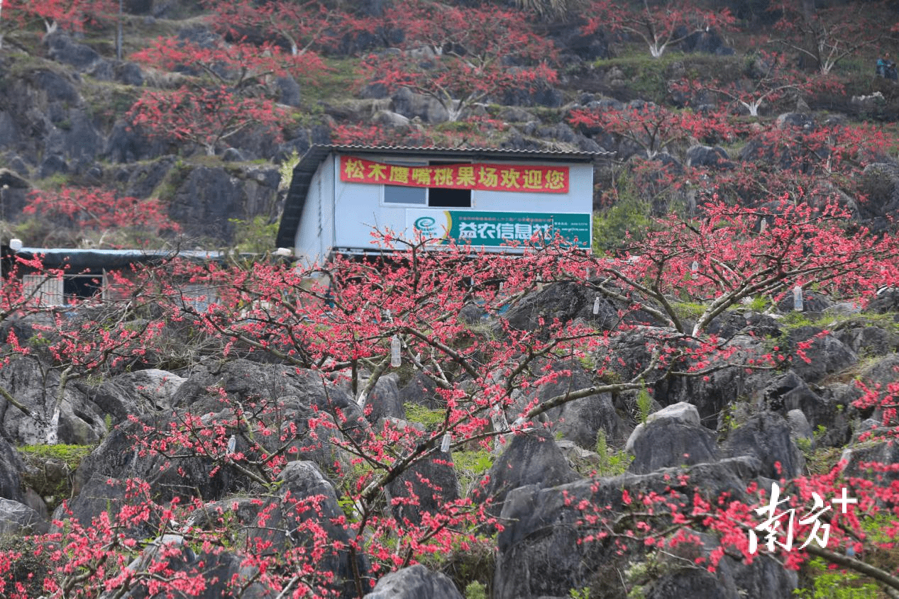 阳山岭背镇:大力实施"回巢领航",为人才回乡铺路_发展_创业_建设