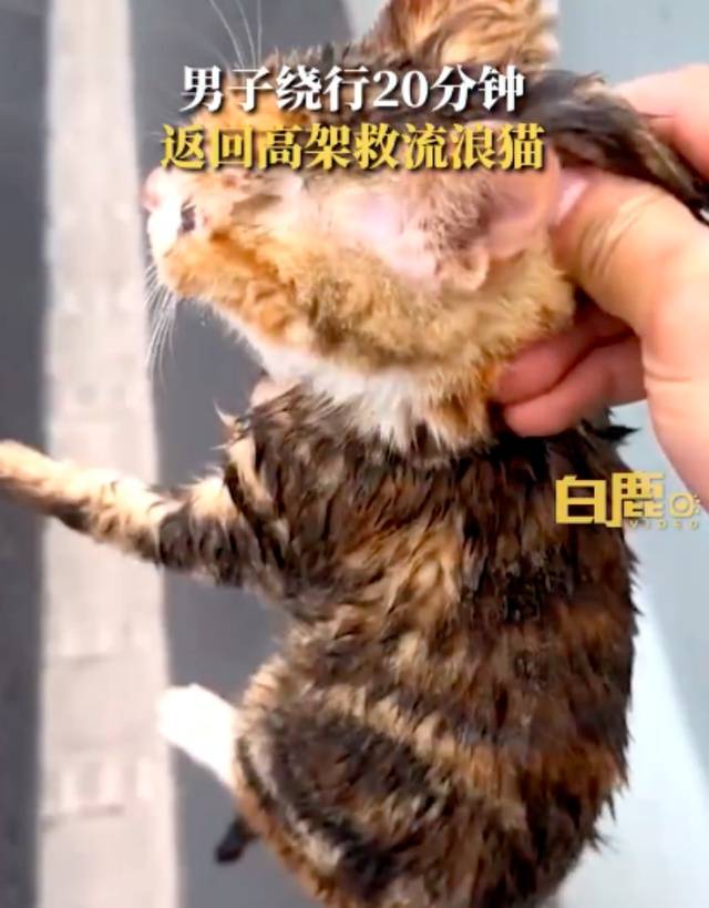 须眉绕行20分钟返回高架救流离猫，当事人：当天正鄙人冰雹，若是不救，小猫可能就被冻死了