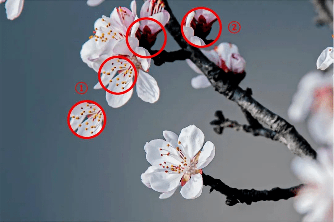 杏花小科普——如何分辨桃花和杏花区别1:桃花的花药常见为绯韩色