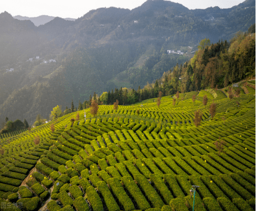 紫阳瓦房店茶山风景区图片