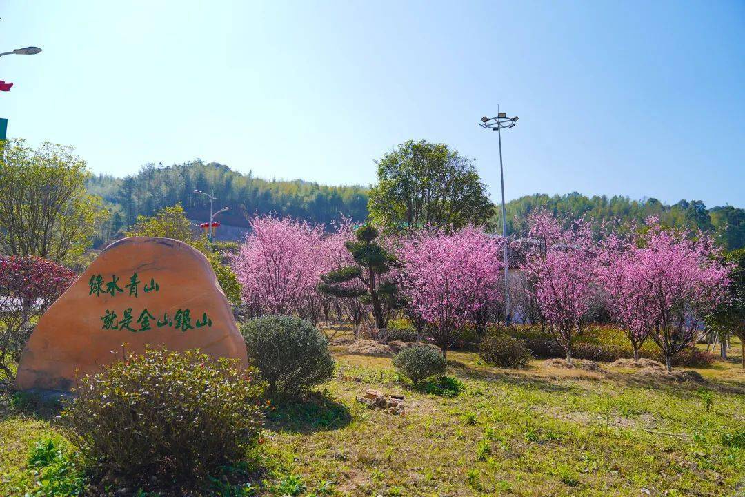 【春暖花開游龍巖】梅花山梅花進入盛放期,初春的詩和遠方,許你一季