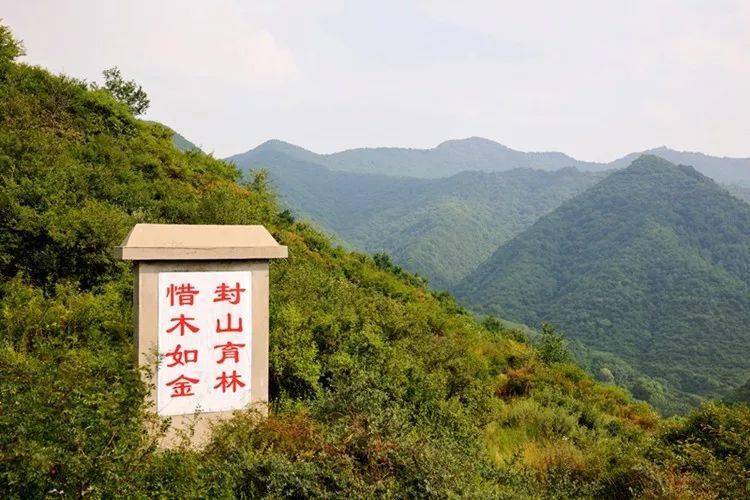 探究森林抚育的新篇章