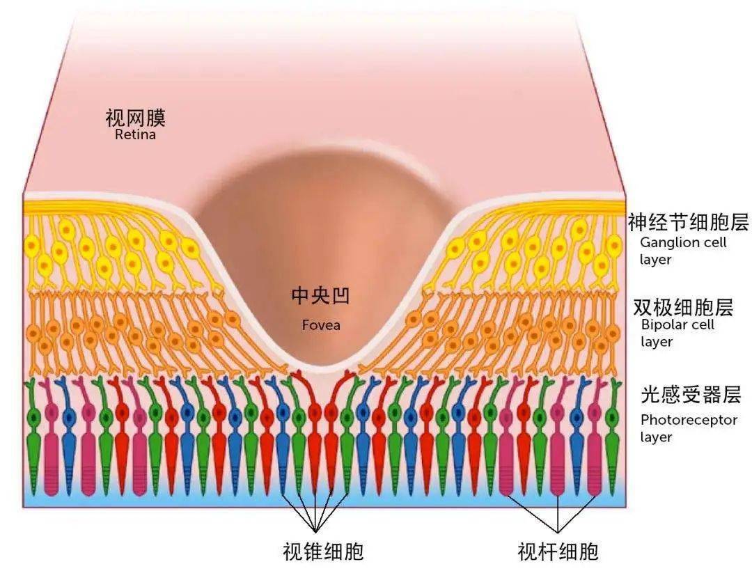 感光细胞的感
