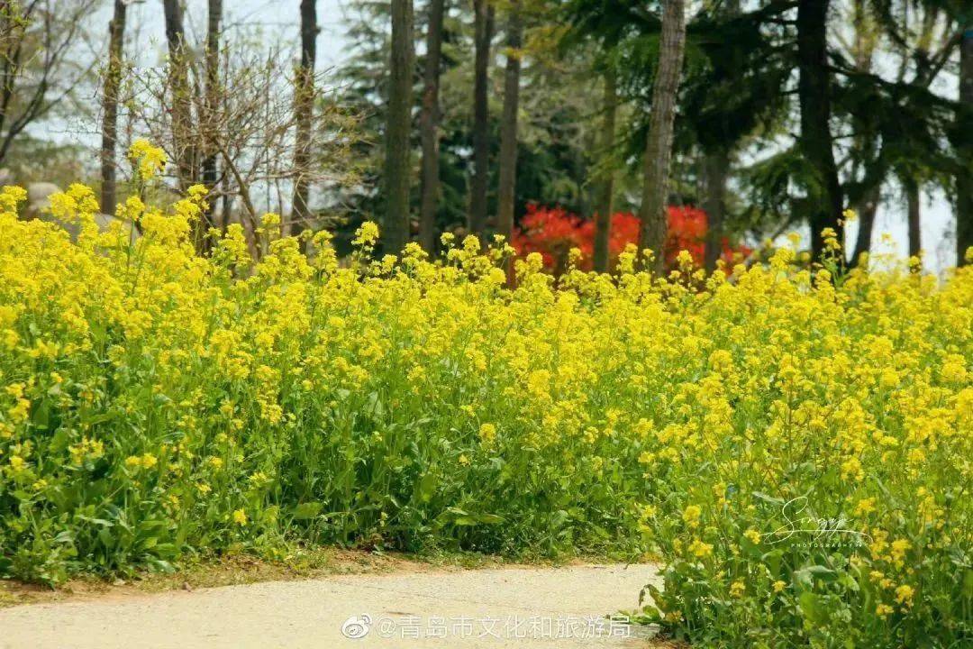 青島花信如期_嘉定山公園_櫻花_花海