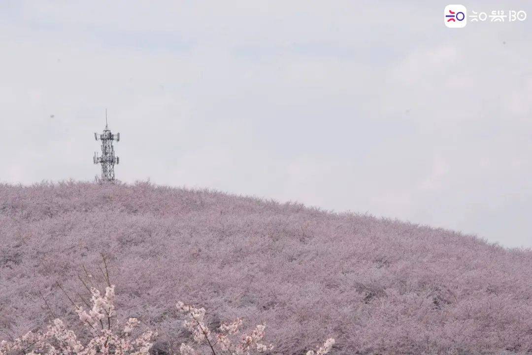 预约通道即将上线！贵安樱花园3月4日起免费开放