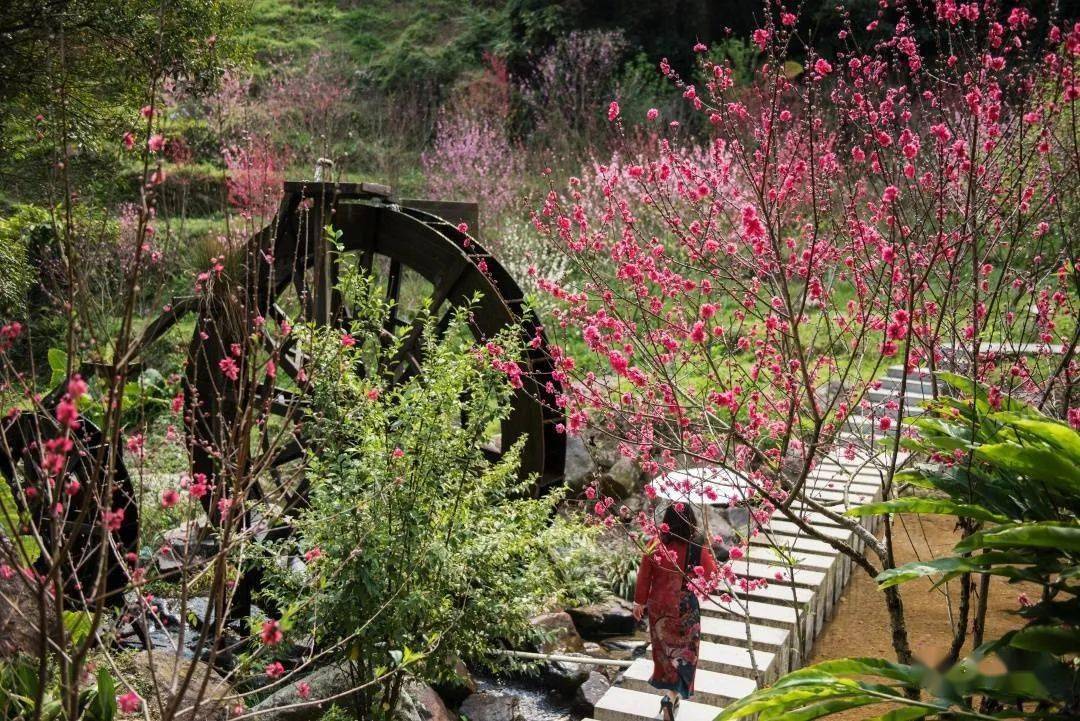 北溪文苑桃花节图片