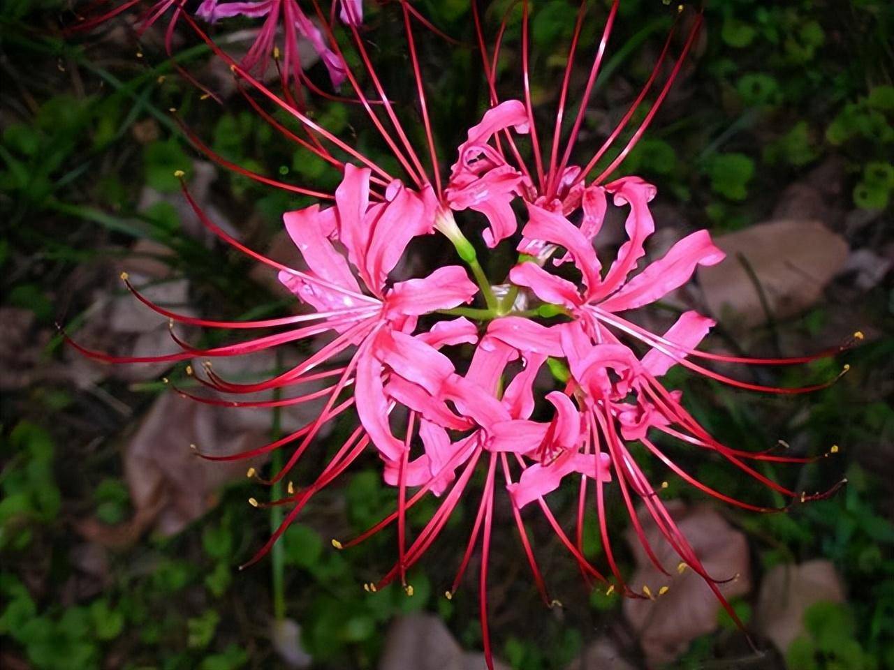 "毒花"放家里,花旺人不旺,14种小毒花,别舍不