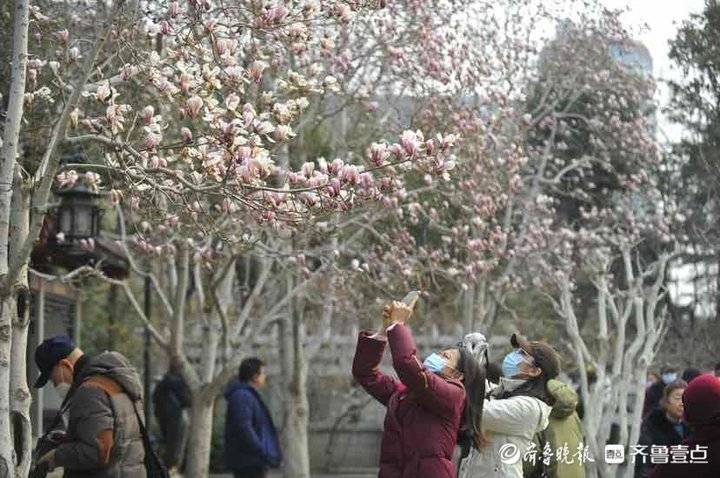 初春时节，趵突泉公园里春花怒放柳枝抽芽