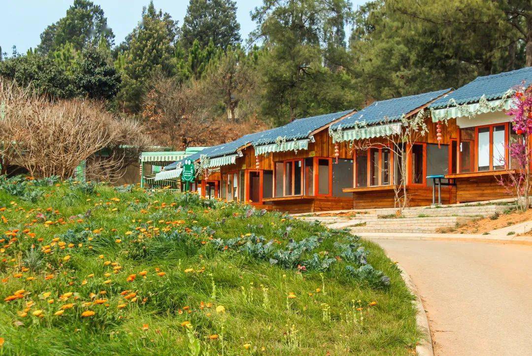 分别可通过香樟路(玉山二路)和银杏大道(玉山一路)前往滇中植物园花海