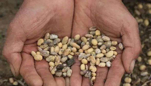 发霉变质的黄豆,玉米,花生,大米等等,骨密之中一般都是藏有黄曲霉