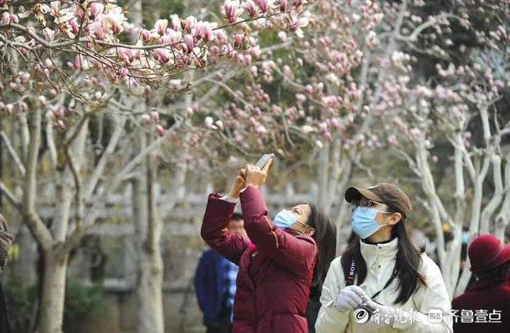 初春时节，趵突泉公园里春花怒放柳枝抽芽