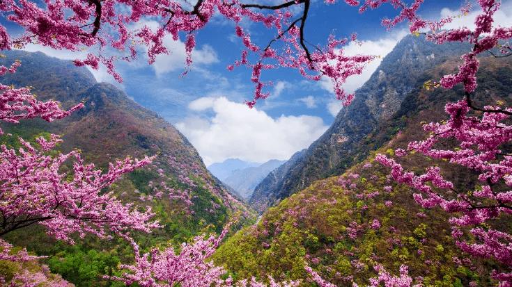 来鄠邑看秦岭脚下的春天!