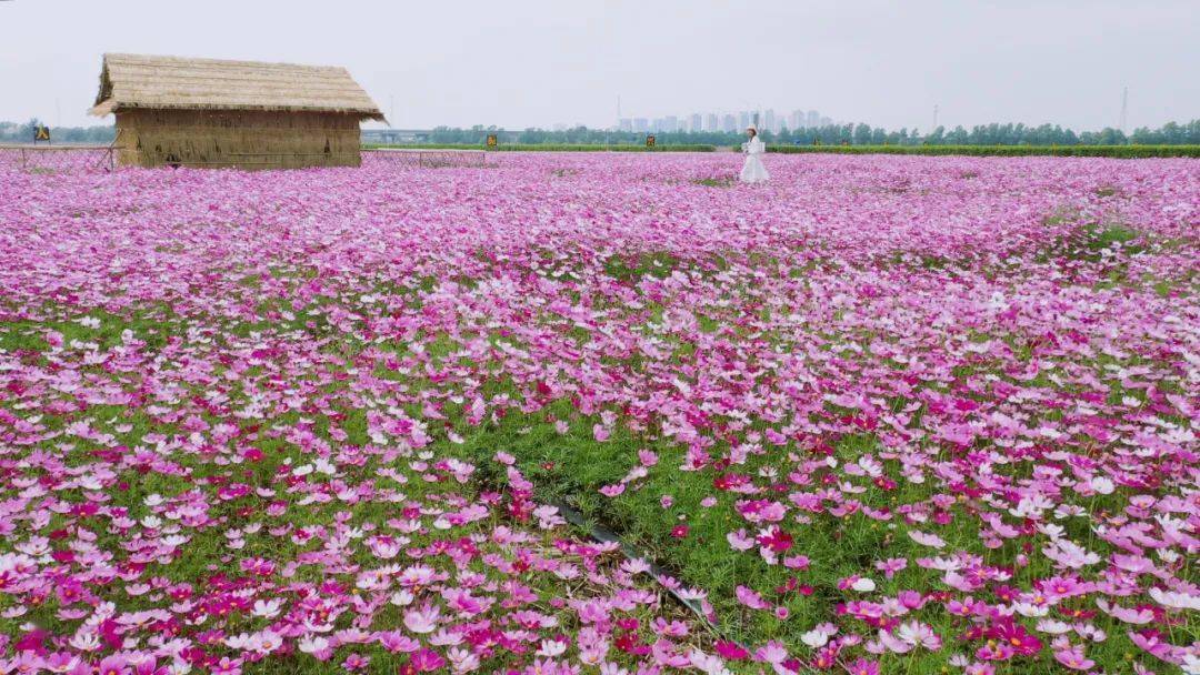 珠海赏花好去处图片