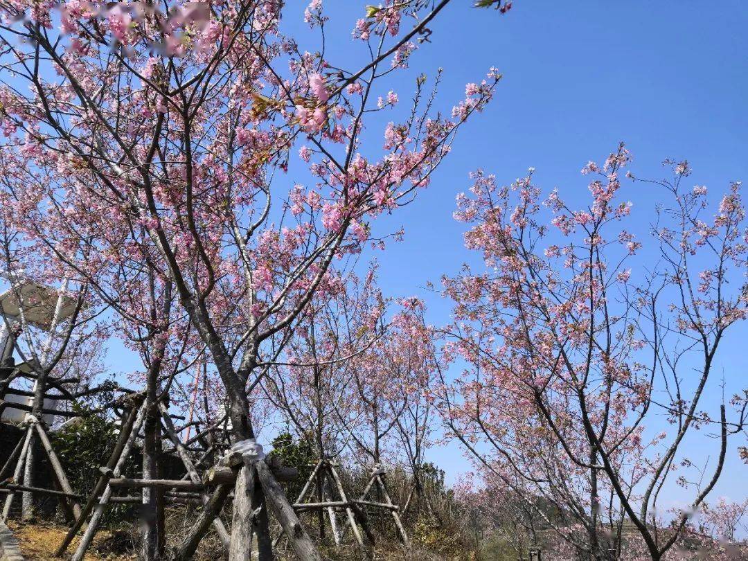 已迎来最美樱花季!同安白交祠的大片樱花火热绽放正是踏青