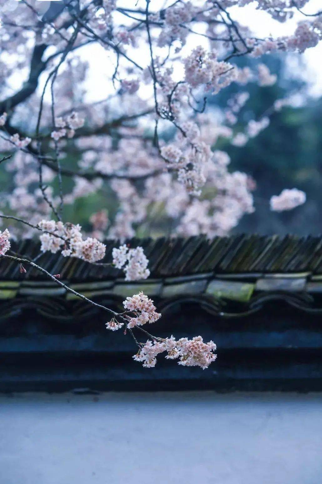 建德大唐村樱花图片