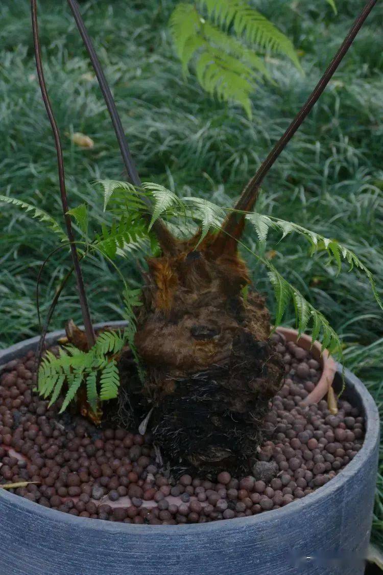金毛狗是多年生中型常绿蕨类植物,高可达1-3米;根状茎卧生,粗大,上
