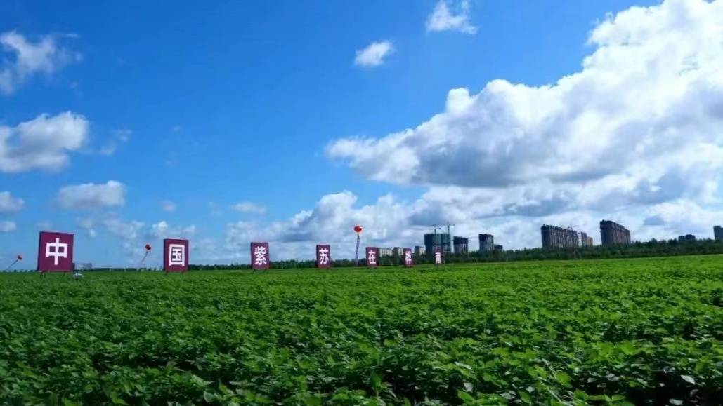 花多彩鲜花网（花多彩鲜花速递） 第1张