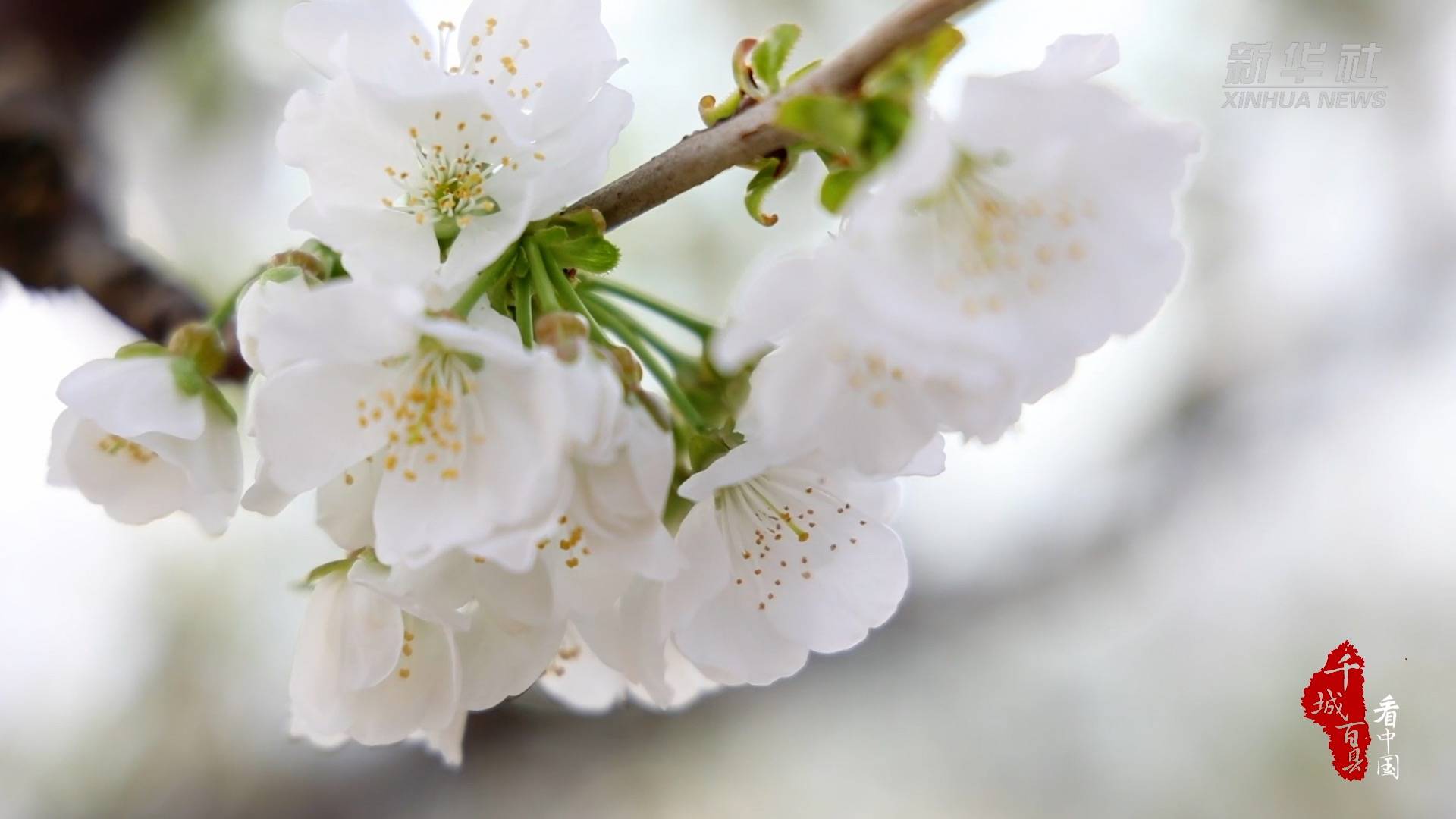 千城百县看中国｜花果满棚香