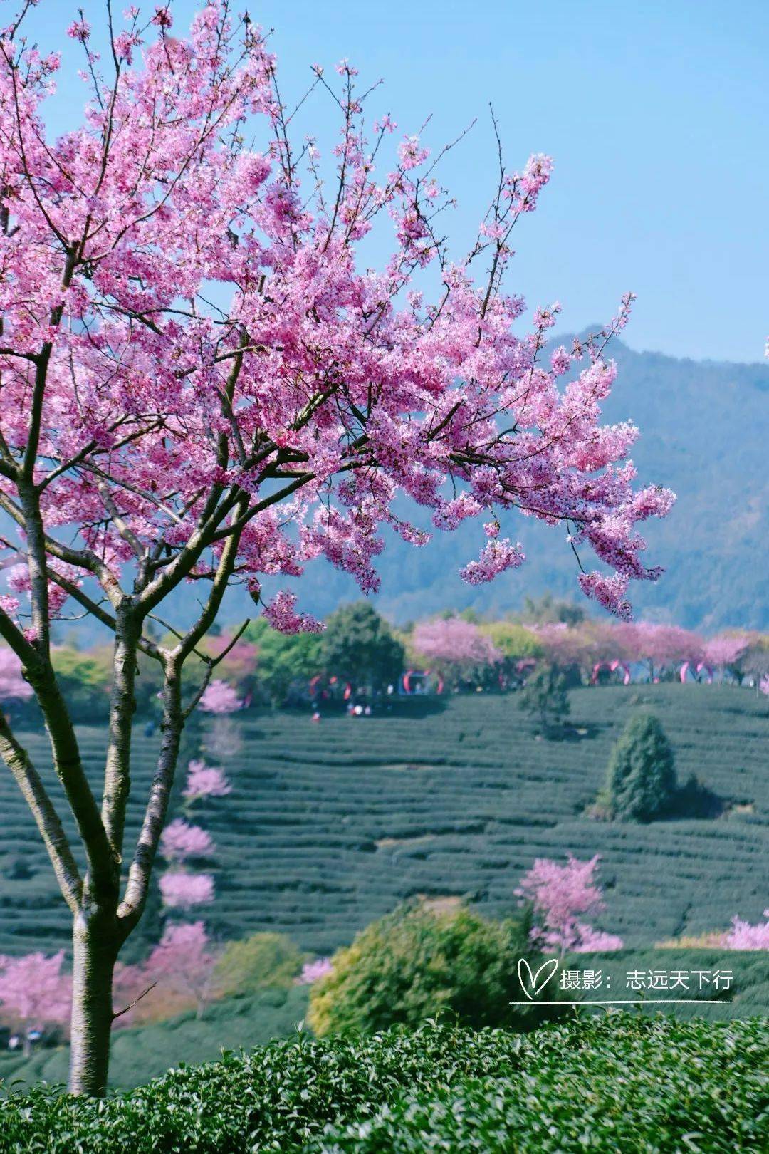 【活动招募】3月4日 "大陆阿里山"漳平永福樱花一日旅拍活动_茶园