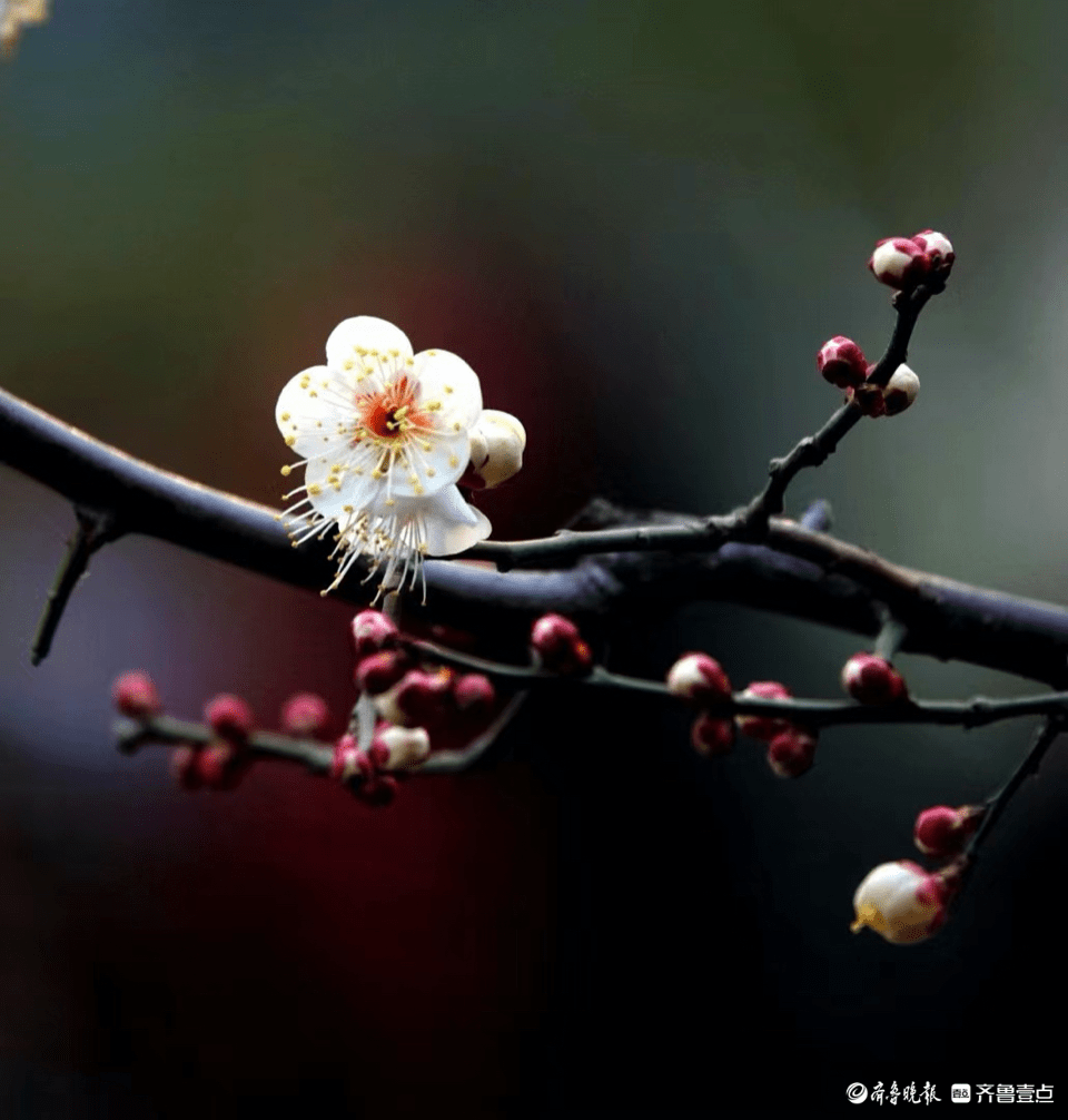 江梅如雪暗香来_永奎_花瓣_济南