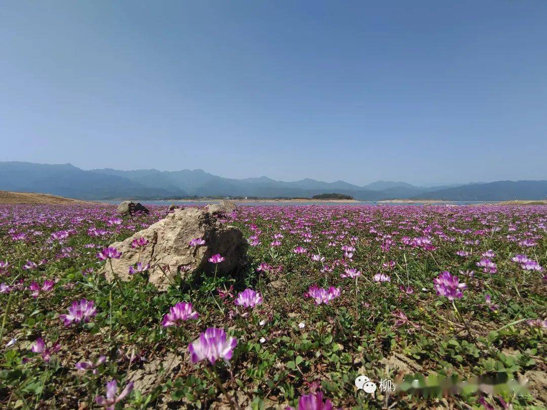 公平湖紫云英花海位于桂林市灵川县公平乡,花海面积约2000亩,紫云英