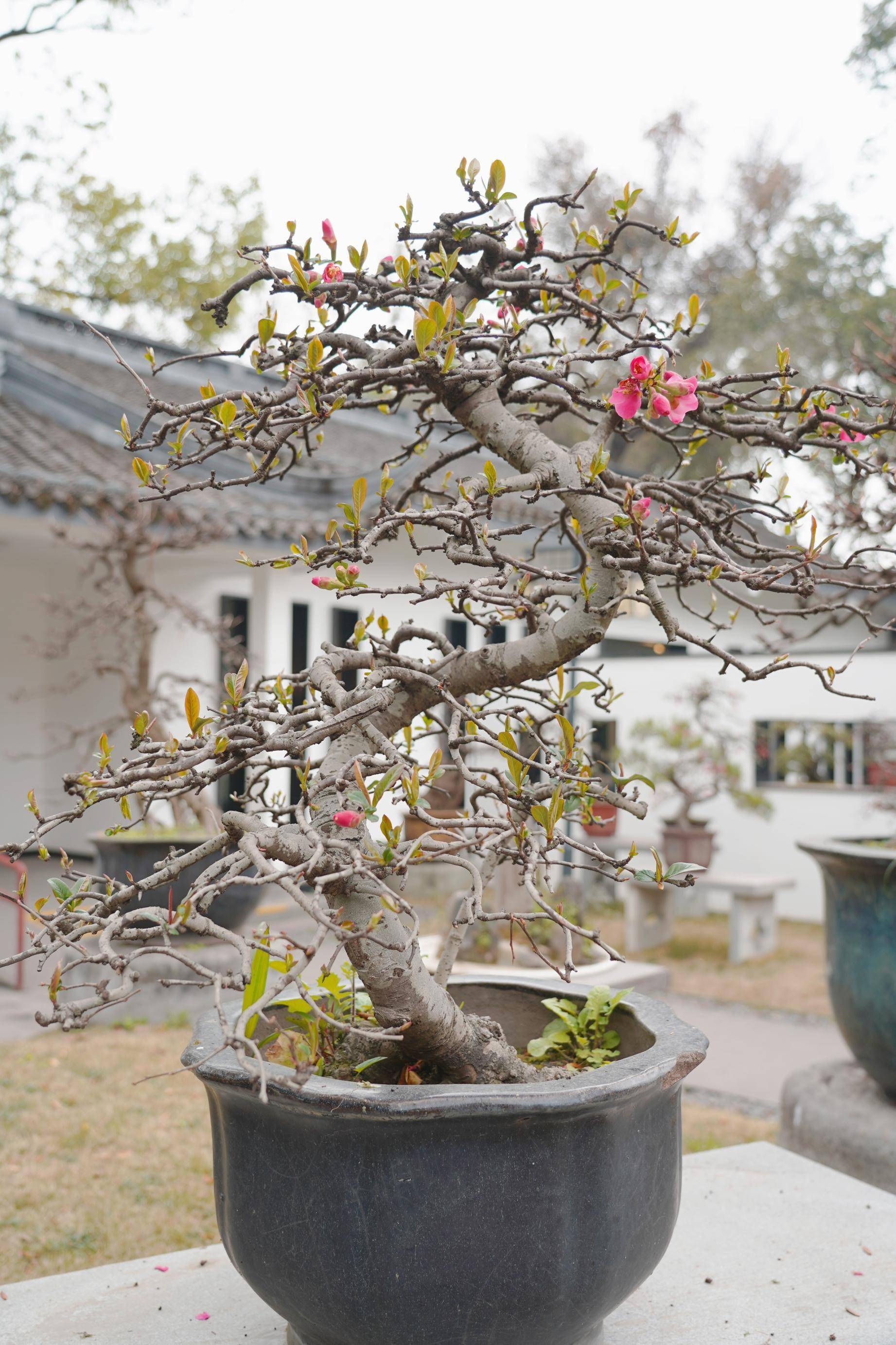 寻芳公园城丨川派盆景:一盆一世界