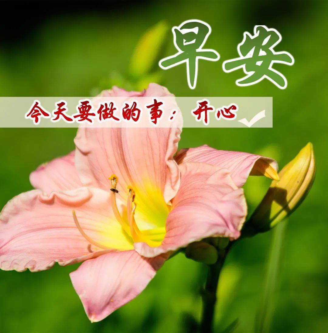 早上好,开心每一天,祝福问候_平安_人生路_好朋友
