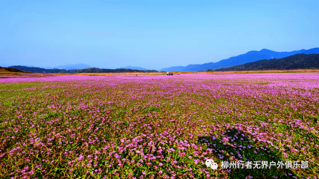 2023桂林灵川公平湖紫云英,江头古村休闲活动_花海_声明_报名者