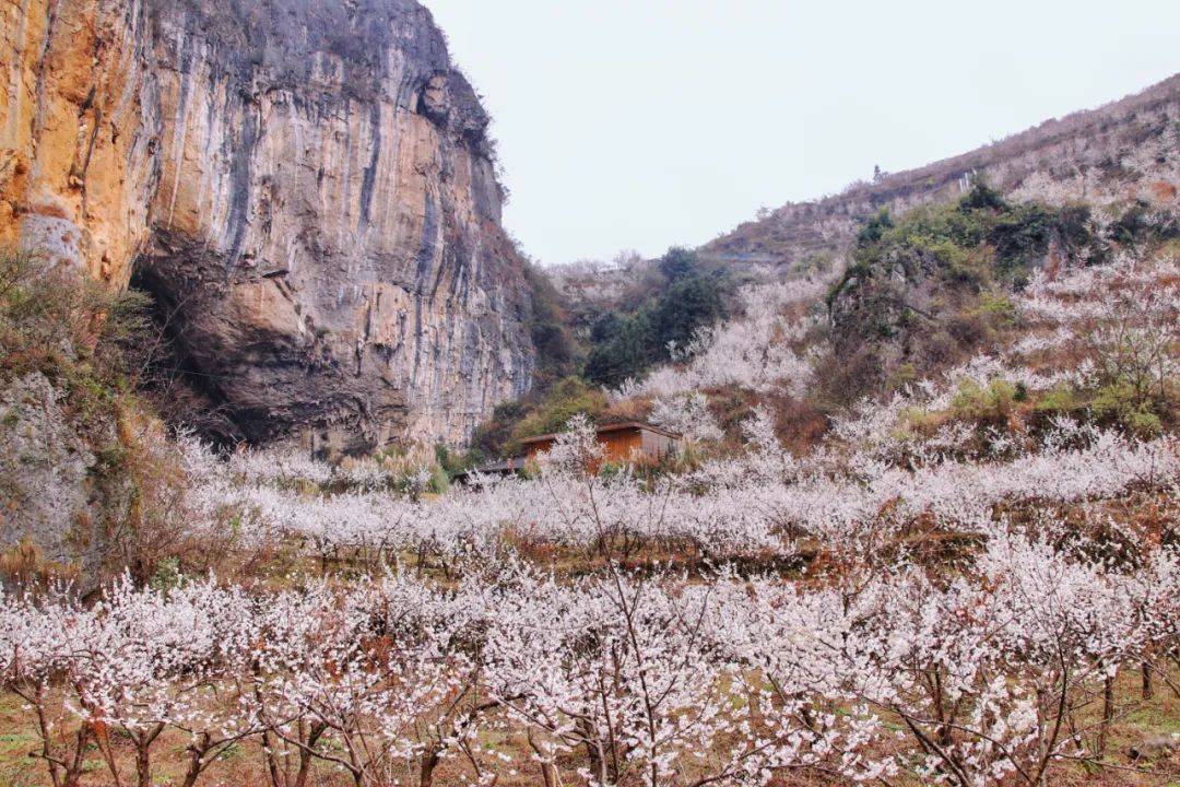 万亩樱桃花正值盛花期，贵州那处雪白花海年年春天爆美！