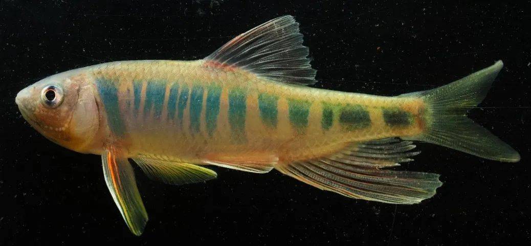 温州内陆水域水生野生脊椎动物科普⑦丨常见鱼类-鲤形目鲤科-50亚科