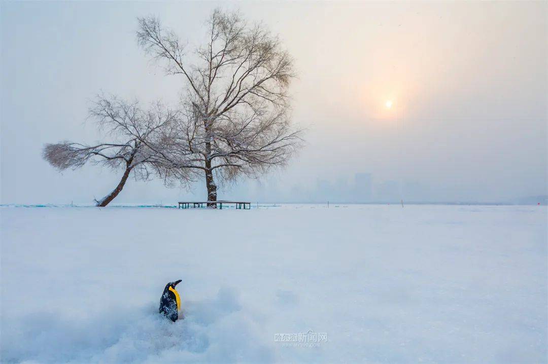 三月的雪花能够有多都雅