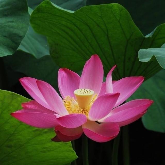 平湖一柱