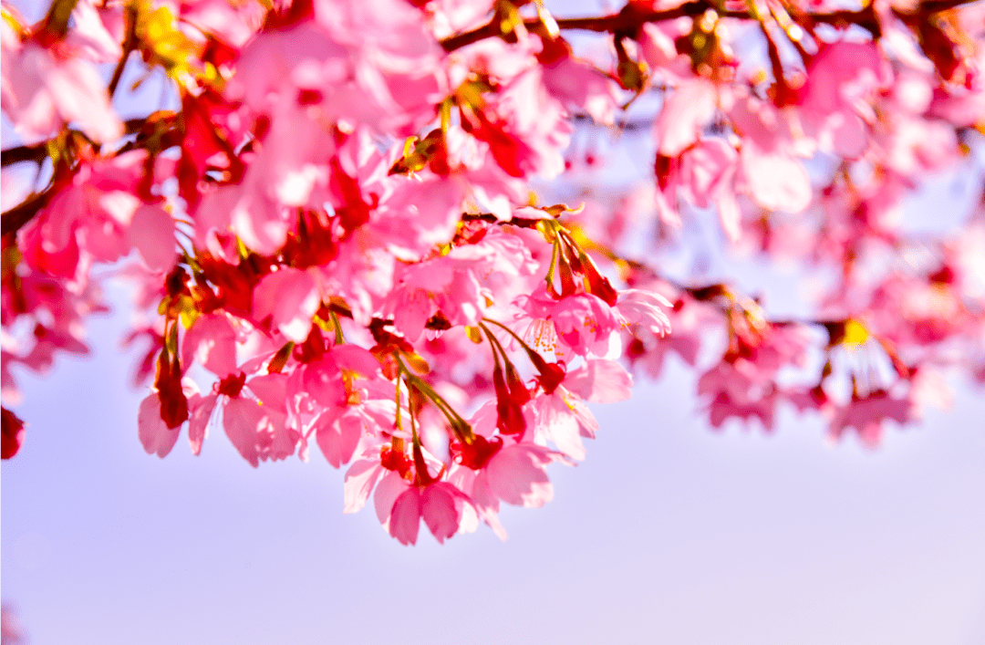 99元起打卡福建"小婺源"坪盘油菜花,双福回族村,洋尾村,船游白塘湖!