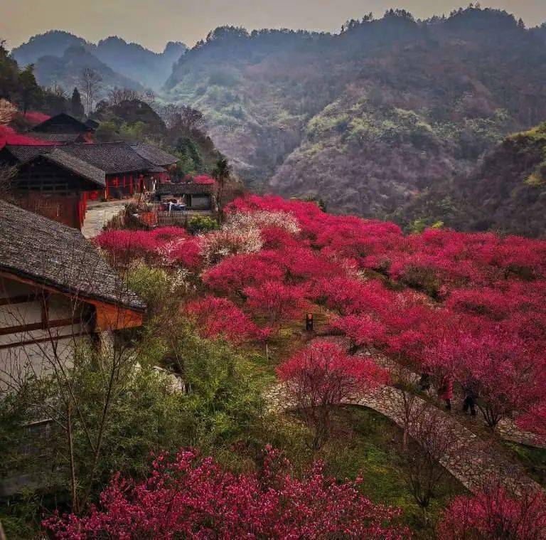 永順縣陳家坡的梅花——燦如雲霞_地方_湘西_牧童