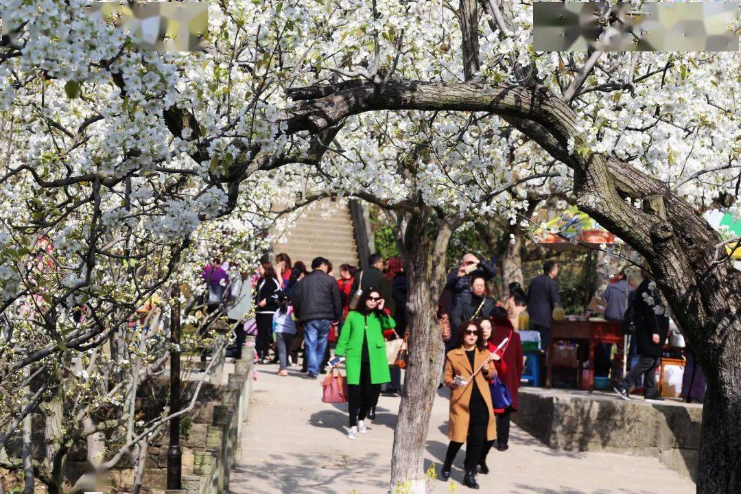 【創建天府旅遊名縣】四川發佈6大賞花遊精品線路,理塘在第六條線路