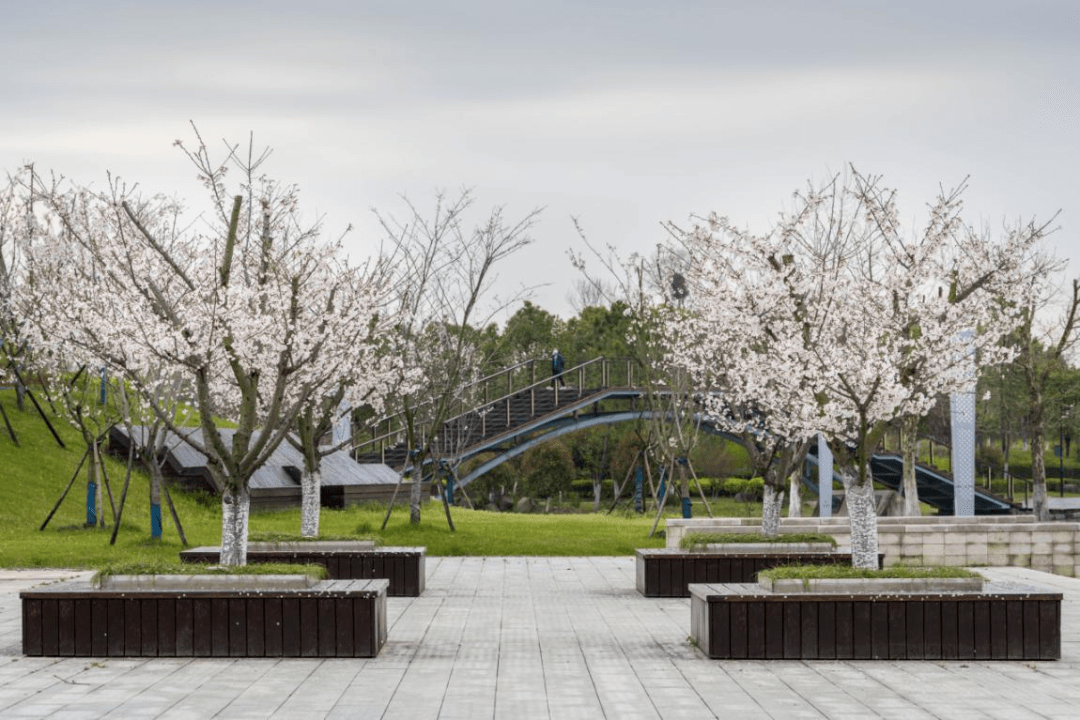 「美丽河湖x樱花」地图请收好!_广场_枝头_海宁