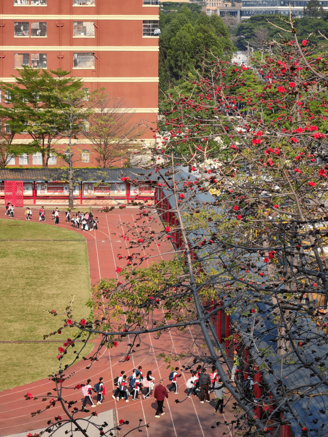 校园_小学_木棉