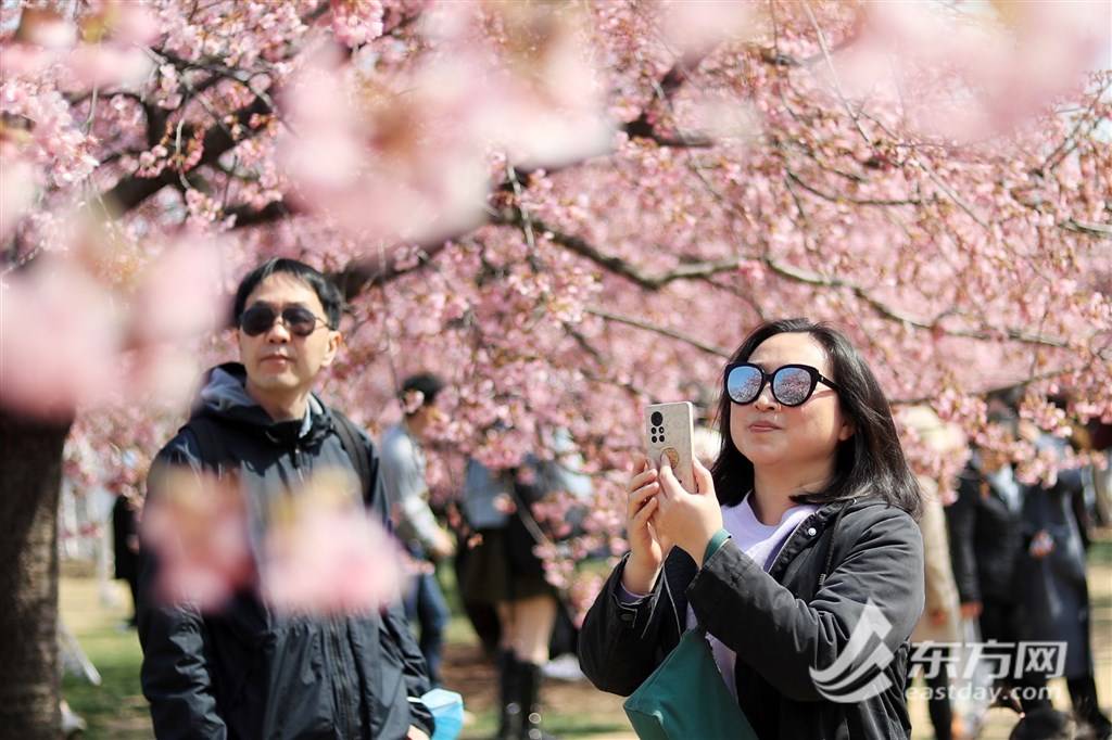 拥抱春日光“樱”，辰山动物园樱花季启幕首日旅客打破三万人次 | 组图