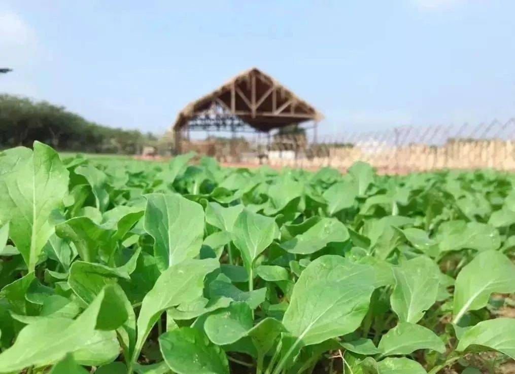 【关注】苏山坪乡瓣童年共享农场等您来免费认种!