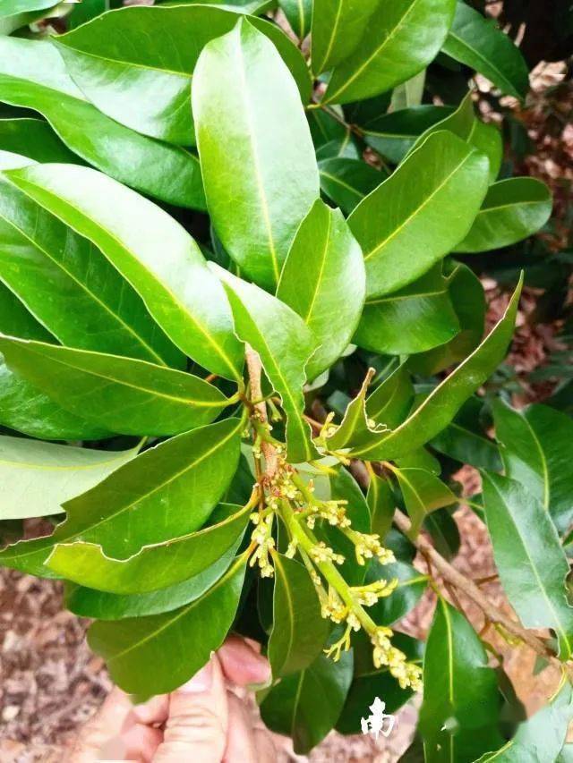 又是一年春好处,荔花遍野香茂名_荔枝_发展_花苞