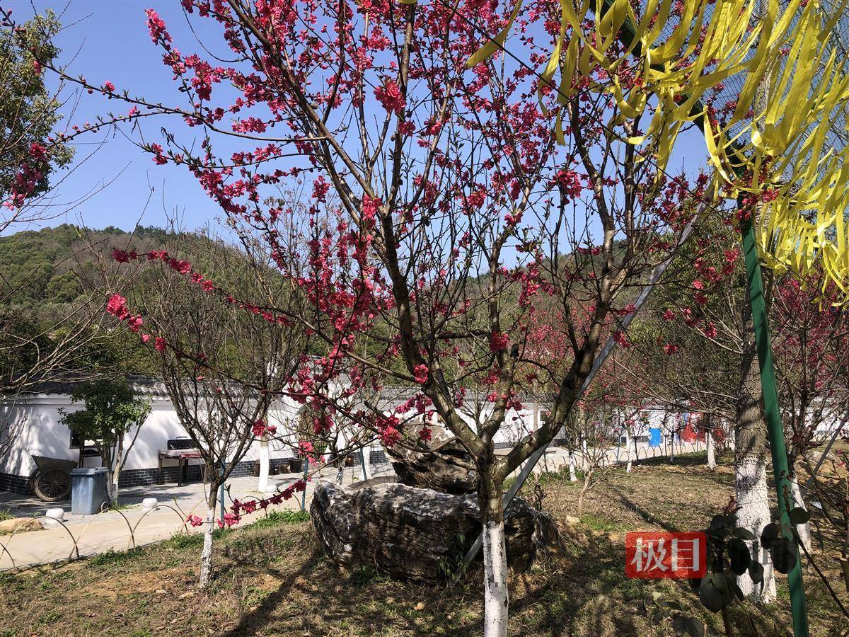 以"梅"命名的梅川镇补种梅花千余株_武穴市_大道_郭建涛