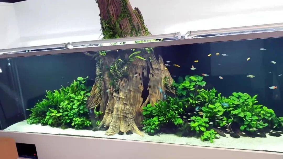 冒出来的树桩很抢眼这个缸应该超过4米长了,led灯这是大神oliver