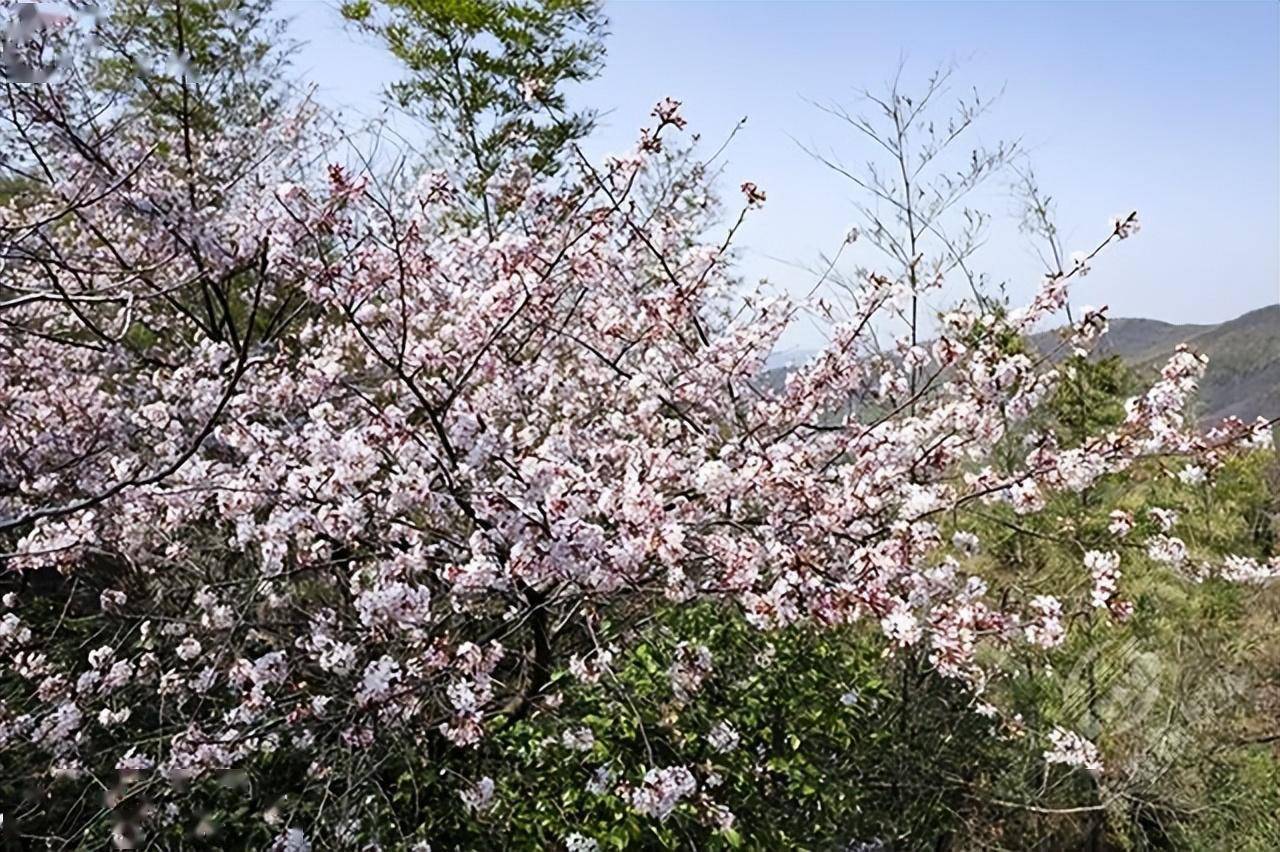 赤壁葛仙山2022花期图片