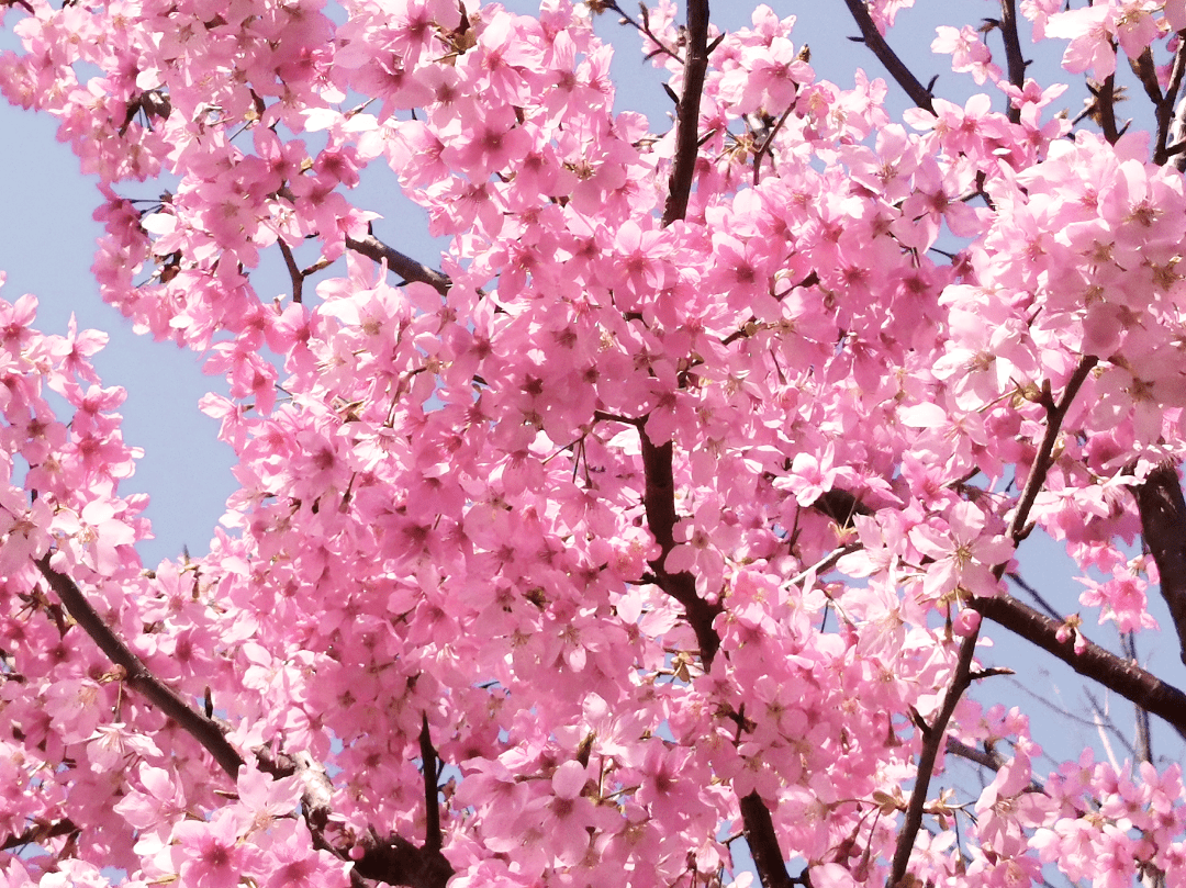 女神节出游 | 十里蓝山以花之名，邀女神共赴花事~