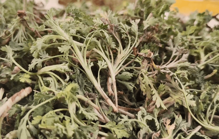 薄荷,蒲公英,菊花芽,白蒿,白蒿对肝对眼都有好处,野生荠菜包水饺吃最