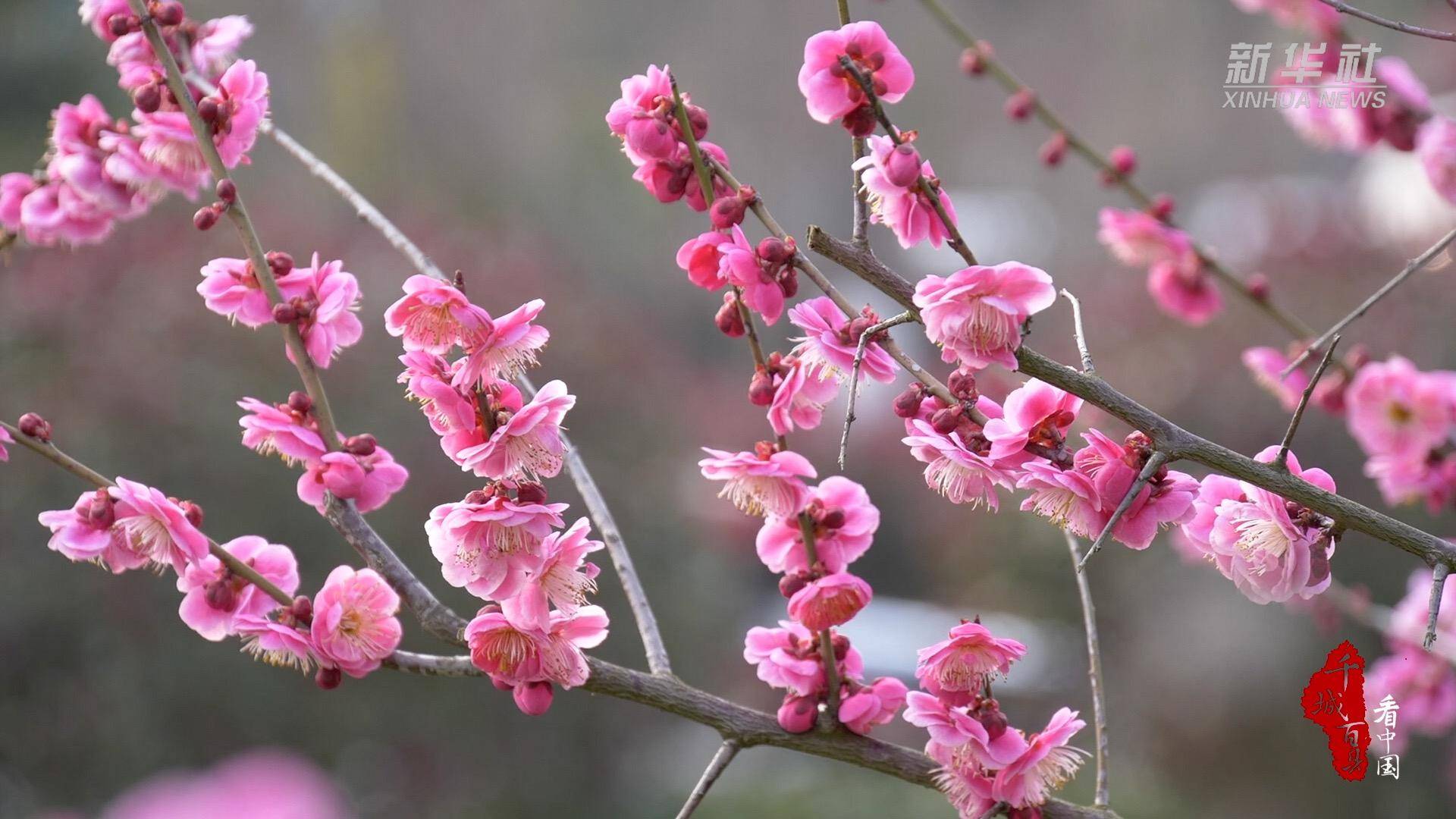 千城百县看中国｜花朵盛开满目春