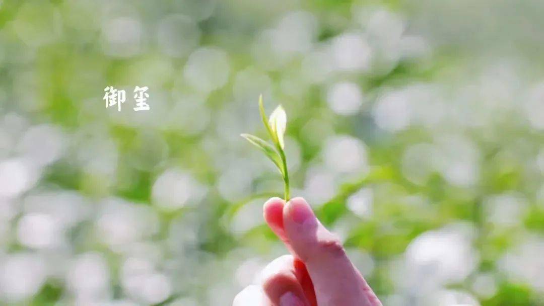 茶叶定制化服务_茶叶定制化服务是什么_茶叶企业定制