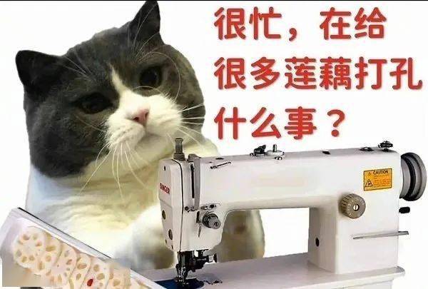 猫猫很忙表情包