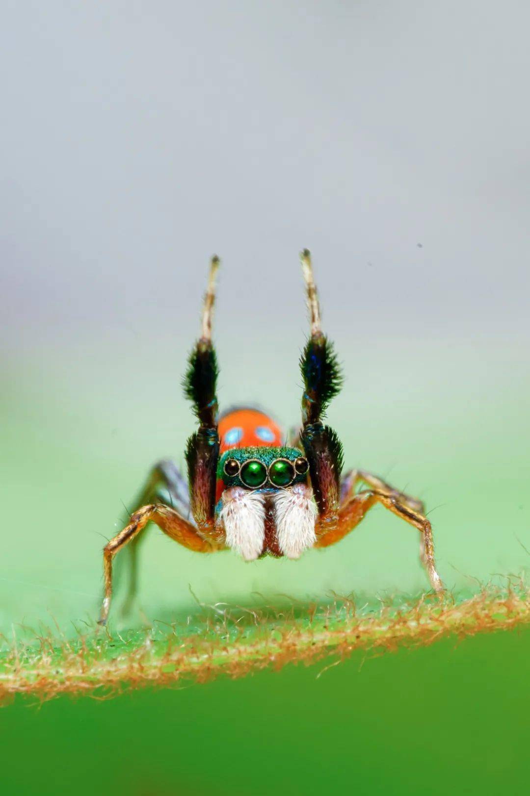 科氏翠蛛f22 1/200s iso640惊蛰之后,一只卡氏斑蛛正从自己在朽木洞穴