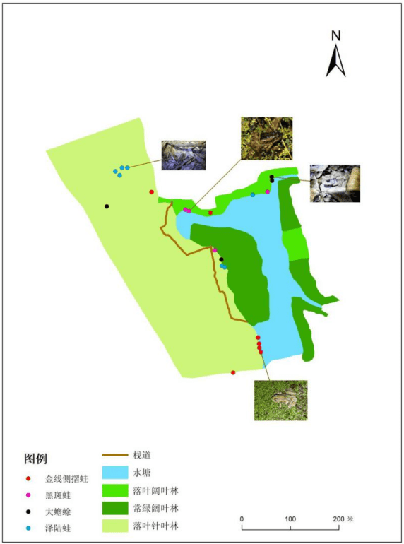 “呱声一片”正磨灭，上海蛙类锐减至6种，栖息地不是有水就行